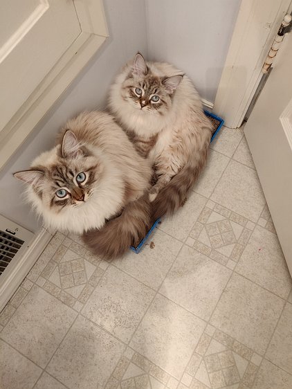 2019-03-13 16.53.46 OK, you weirdos. Why are you both sitting on your scratching pad?