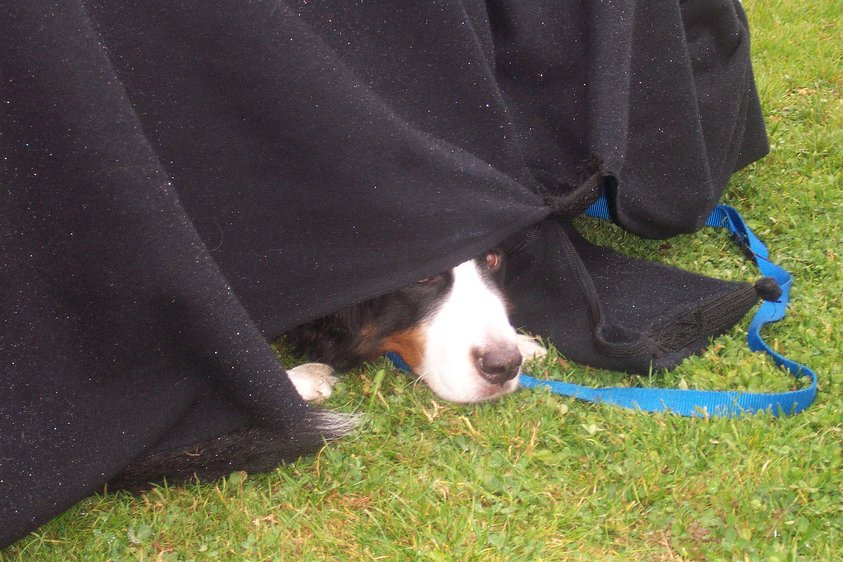 dcp_1200 Ferdinand hiding from the never ending drizzle in a field chair and cape constructed doggie size cave.