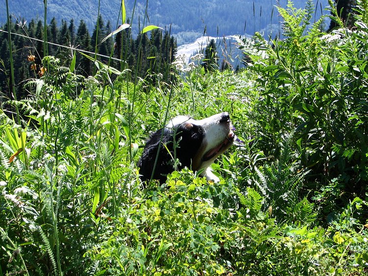 img_0342 Ferdinand goes off-piste and gets himself totally stuck in the underbrush. A couple minutes of scrambling later he's finally free.