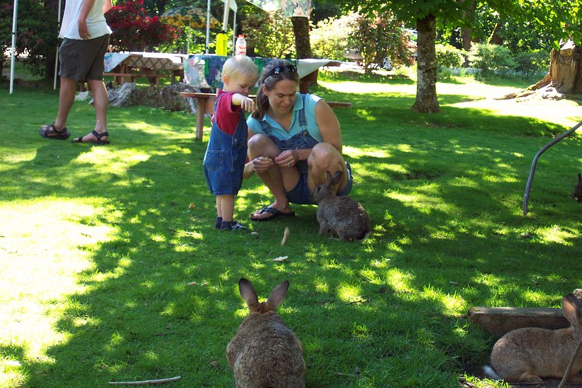 dcp_0833 On the way over we stopped at a cafe that had dozens and dozens of wild, though tame, bunnies. Gavin was fascinated by them.