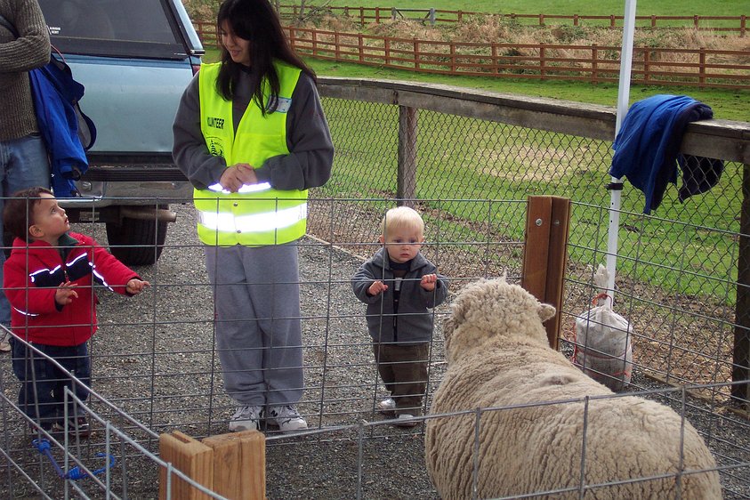 dcp_0761 Gavin in a staring contest with a sheep.