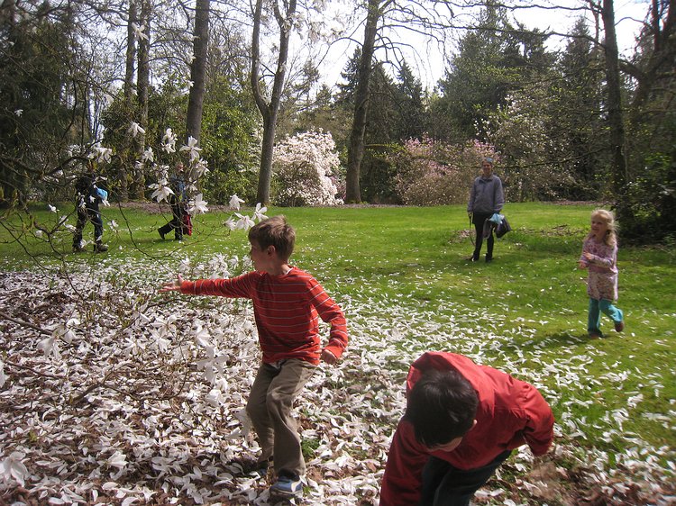 img_5394 It's snowing petals when the wind blows.