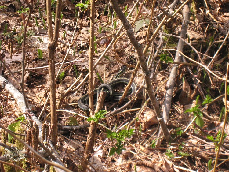 img_5360 Hard to see it, but there are two mating snakes here.