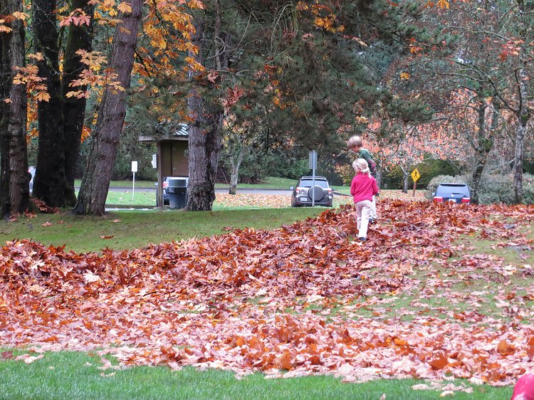 img_0005 Scouting out the possibilities. Mighty nice of the Parks Dept to blow the leaves into largish piles.