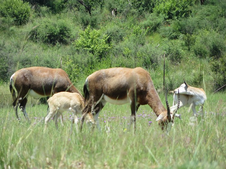 img_0209 Our first glimpse of nature as we entered Heia Safari Ranch. Interestingly South Africa doesn't seem to have a whole lot of truly wild wildlife, most of the big...