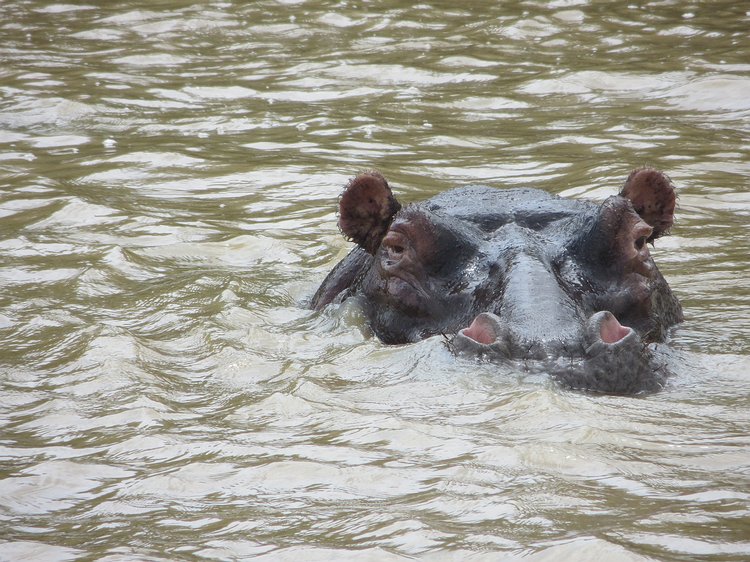 img_1389 A close-up of how their noses help keep them underwater. Hippos are not the most beautiful creatures in the world are they?