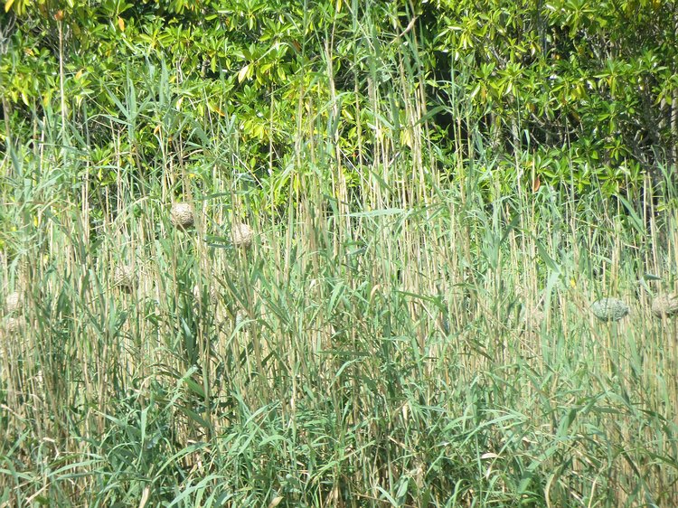 img_1403 Weaver bird nests in the grass alongside the estuary.
