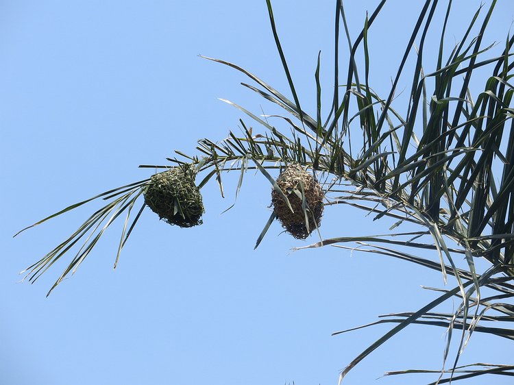 img_0975 Weaver bird nests which were all around the orphanage.