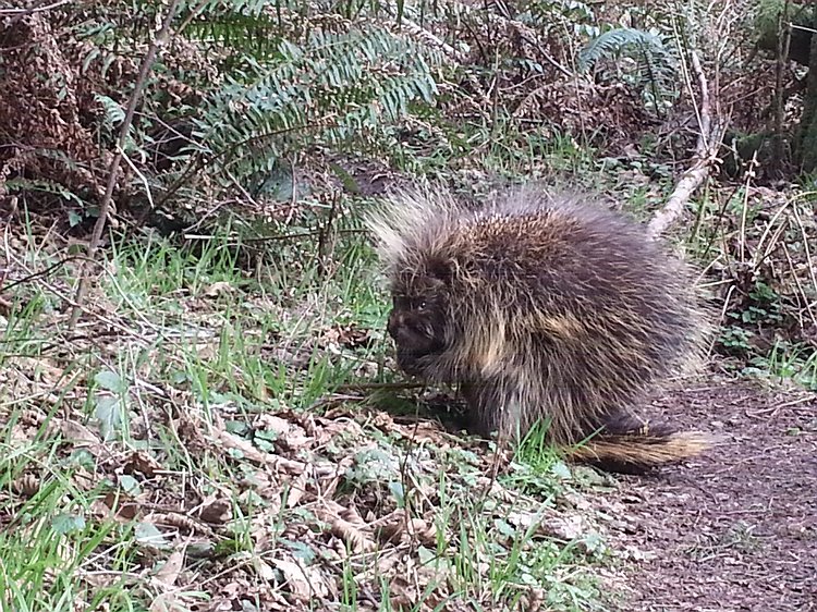 2015-02-22 11.31.13 Careful when running on Squak Mountain! I almost ran directly into this spiky critter as I went around some trees while descending Phil's Creek trail.