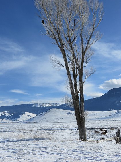 img_3052 We visited the Elk refuge outside Jackson, Wyoming and spotted a couple bald eagles up in this tree.