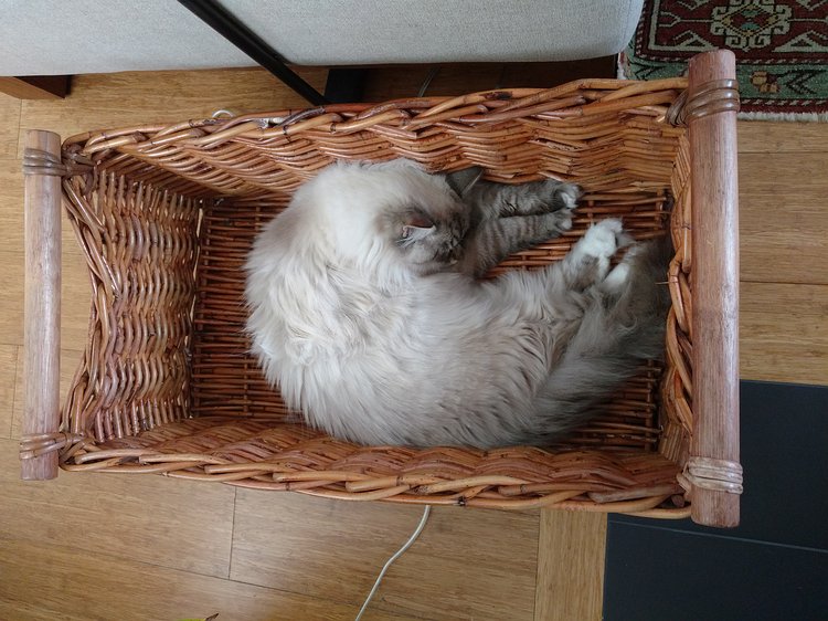 2019-01-21 12.52.39 Cat in a basket.