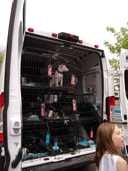 2019-05-16 18.43.22 Here's how the puppies arrive at a Walmart parking lot after their long ride from Texas.