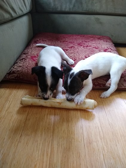 2019-05-18 07.18.06 Much on a rawhide bigger than them.