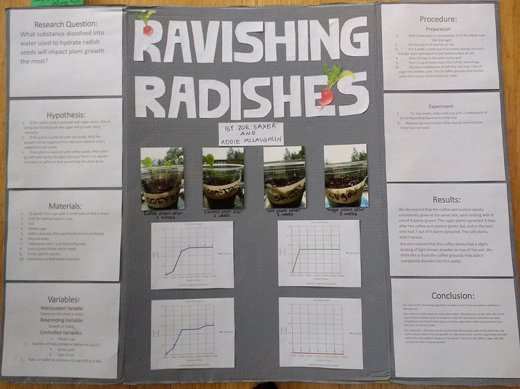 2019-04-01 19.01.36 Zoe's Science Fair experiment. The takeaway lesson appears to be that radishes don't grow when watered with saltwater.