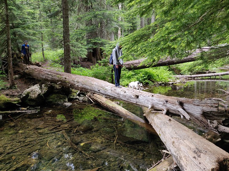 2019-07-04 13.10.10 Crossing Cold Creek at Twin Lakes before heading sharply uphill to meet the PCT.