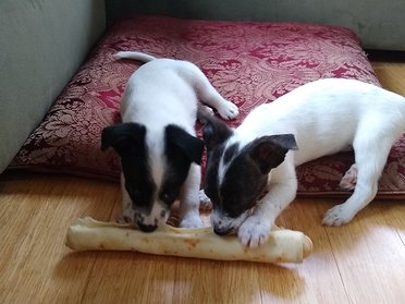 Foster Puppies Round 1