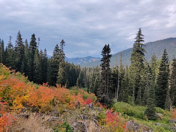 2022-09-28 10.40.03 Looking back at the eastern, Silver Fir, side of the Central Snoqualmie ski area.