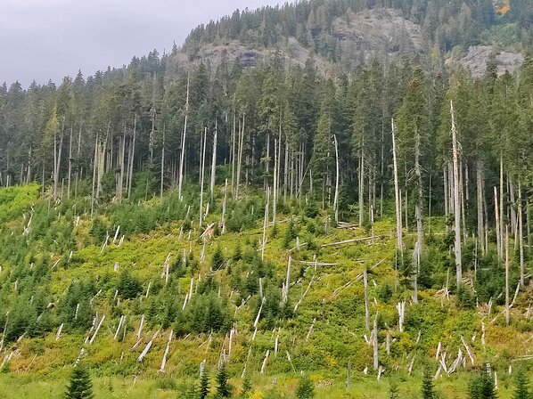 2022-09-28 11.27.16 A number of years ago a huge avalanche came roaring down the valley from high up on Alta Mountain, behind this spot, and ran up the other side of the valley,...