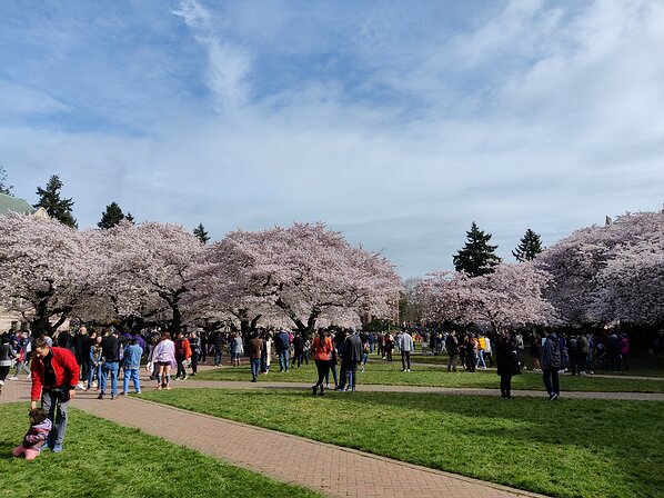 2022-03-26 10.39.56 The cherry blossoms out in full force on the Quad.