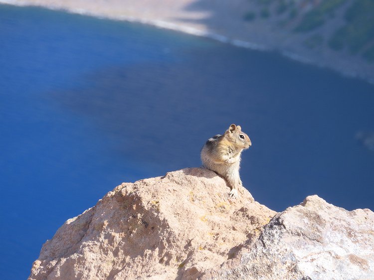 img_6106 Undoubtedly this little guy is fed way too many snacks, which is completely against National Park rules.