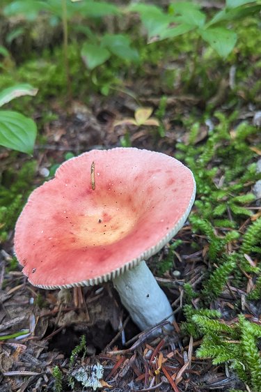 2024-10-13 10.29.22 Mushrooms were out in abundance. We lost count, but must have seen at least 20 different kinds. The diversity of colors and shapes was cool to see.