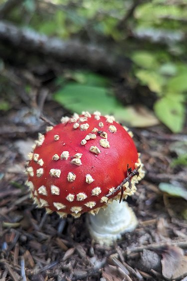 2024-10-13 10.48.03 Amanita muscaria. Pretty, but poisonous. Possibly psychoactive as well, but no need to eat a potentially dangerous mushroom for that when there are non-toxic...