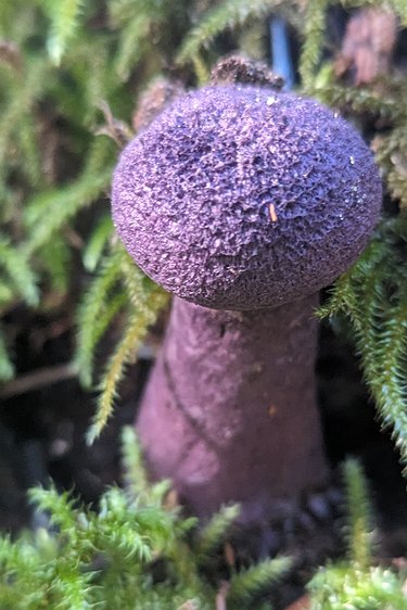 2024-10-13 10.55.52 Cortinarius violaceus. Cool to look at, but not edible.