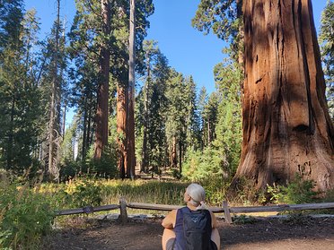 Mariposa Grove Hike