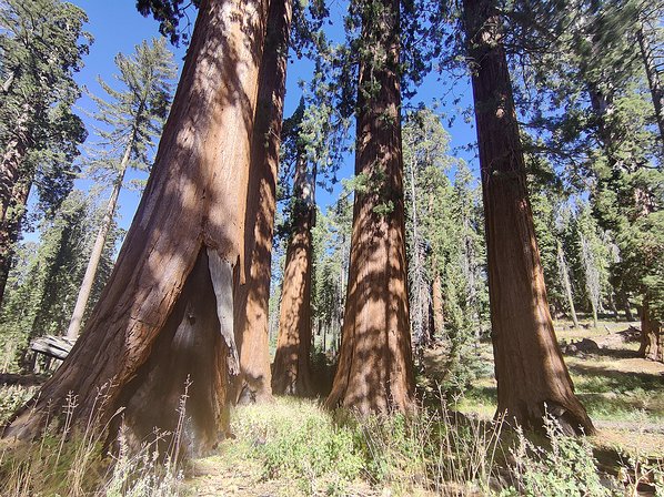 2024-09-28 11.11.27 Mariposa Grove is the largest sequoia grove in Yosemite. That's cool and all, but not so impressive since we'd just visited Sequoia National Park which has even...