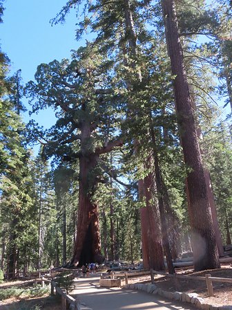 img_5983 This gigantic tree is named the Grizzly Giant. It's 1,800 years old, which is crazy if you consider all that's happened over that time.