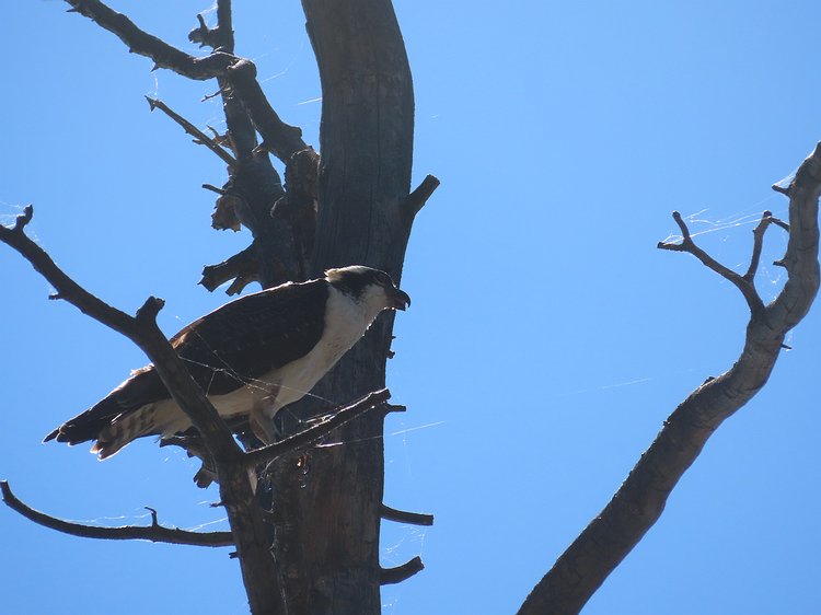 img_6043 The May Lake osprey who was munching away on a fish 50' up a lakeside snag.