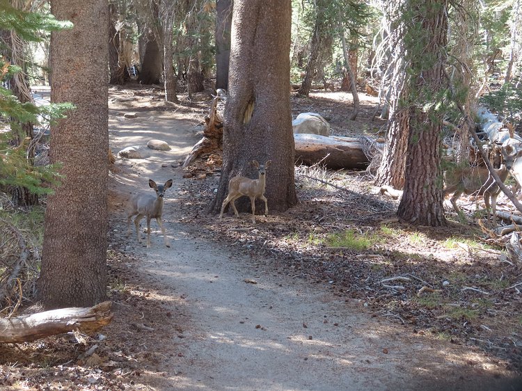 img_6002 Not far from the trailhead we crossed path with this family of deer that were all curious about us. Note Mama on the far right keeping an extra close eye on us.